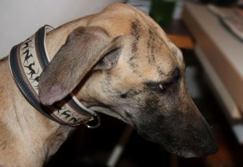 dog collars with greyhound burdures © lobitos sewn by Silvia